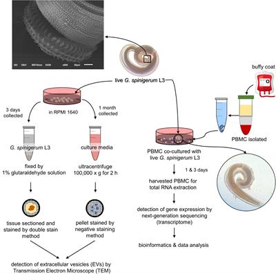 Regulation of immune response against third-stage Gnathostoma spinigerum larvae by human genes